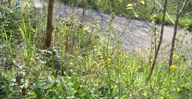 Ophrys sphegodes